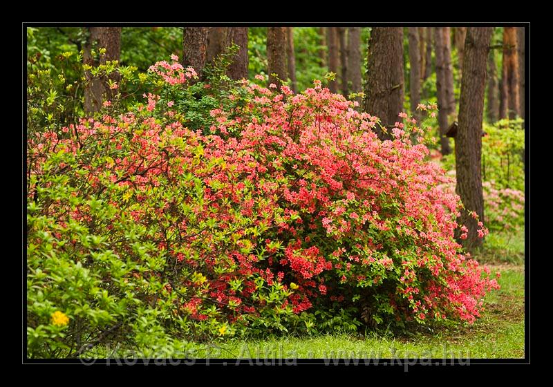 Jeli_Arboretum_040.jpg
