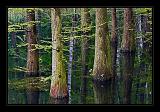 Jeli_Arboretum_018