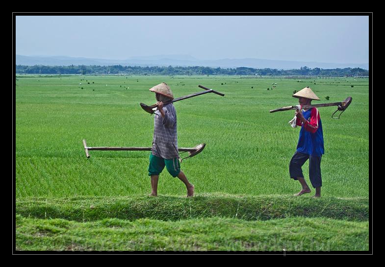 Java_Indonesia_221.jpg