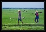 Java_Indonesia_221