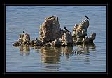 Mono_Lake_USA_059