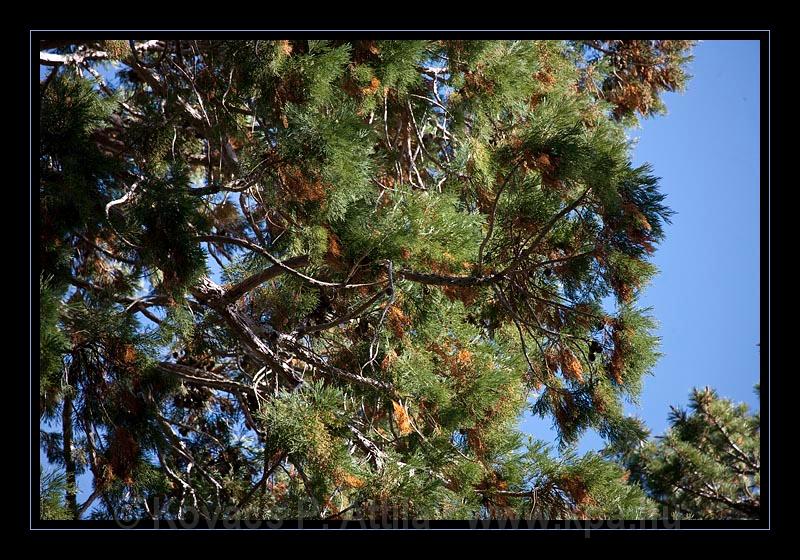 Sequoia_NP_064.jpg